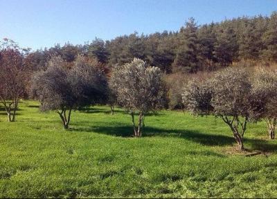جشنواره موسیقی محلی در علی آباد کتول برگزار می گردد