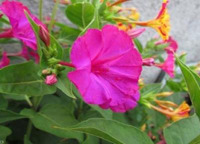 نگاهی به کاربرد پزشکی لاله عباسی